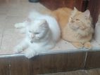 Persian Cats