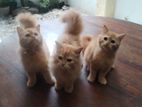 Persian Cats