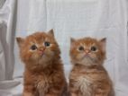 Persian Cats