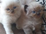 Persian cats