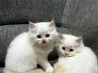 Persian Cats