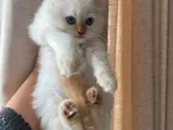 Persian Female Kitten