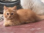 Persian Kitten