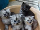 Persian Cats