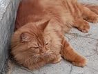 Persian Cat