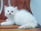 Persian Kittens