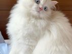 Persian Cats