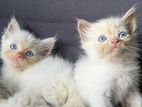 Persian Kitten