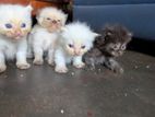 Persian Kitten
