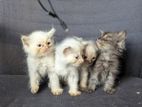 Persian Kitten