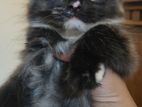 Persian Cats