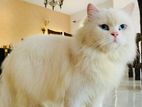 Persian Cats