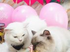 Persian Cats