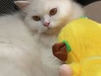 Persian Cats