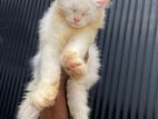 Persian Cats