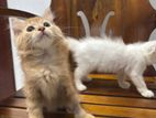 Persian Cats