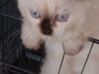 Persian cats