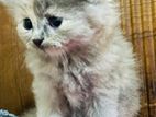 Persian Kittens