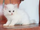 Persian Cats