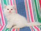 Persian Cats