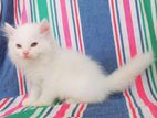 Persian Cats