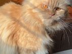 Persian Cats