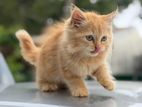 Persian Cats