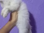 persian cats