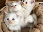 Persian Cats