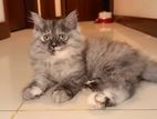 Persian Cats