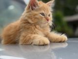 Persian Cat