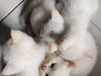 PERSIAN CATS