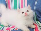 Persian Cats