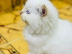 Persian Cats