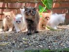 Persian Kittens