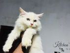 Persian Cats