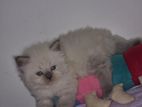 Persian Cats
