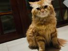 Persian Cats