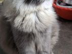 Persian Cat