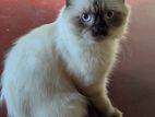 Persian Cats