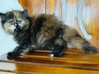 Persian Cats