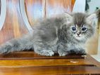 Persian Cats
