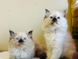 Persian Cats