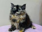 Persian Cats