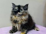 Persian Cats