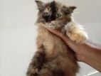 Persian Cats