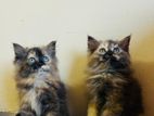 Persian Cats