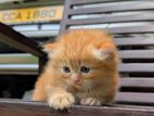 Persian Cats