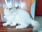 Persian Cats
