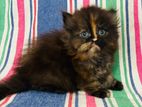 Persian Cats